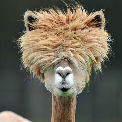 alpaca 