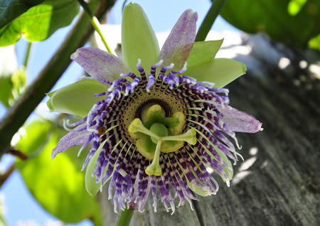 パッションフルーツ　花　キリスト