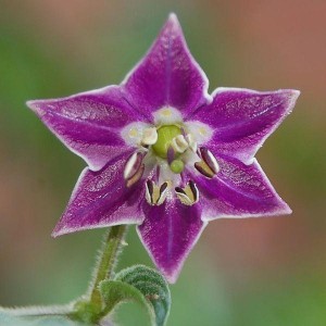 rocoto-el_mini